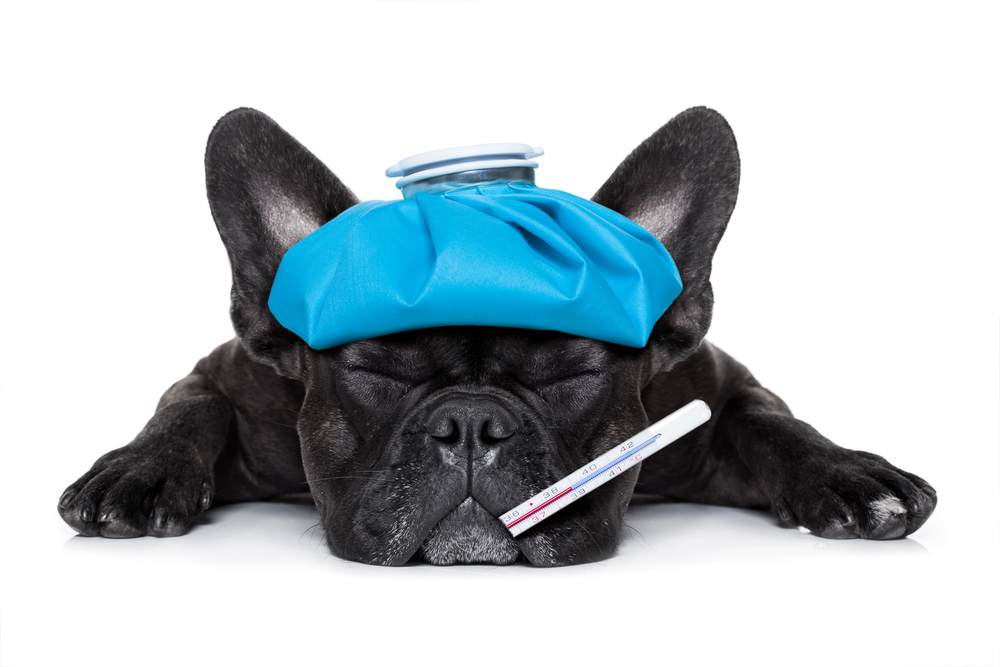 sick puppy with a thermostat needs medical attention veterinarians in Laguna Hills