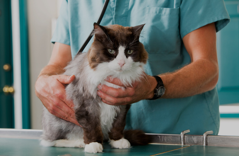 cat getting examined by a veterinarian