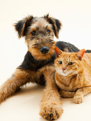 orthopedic surgery for pets in lagunal niguel
